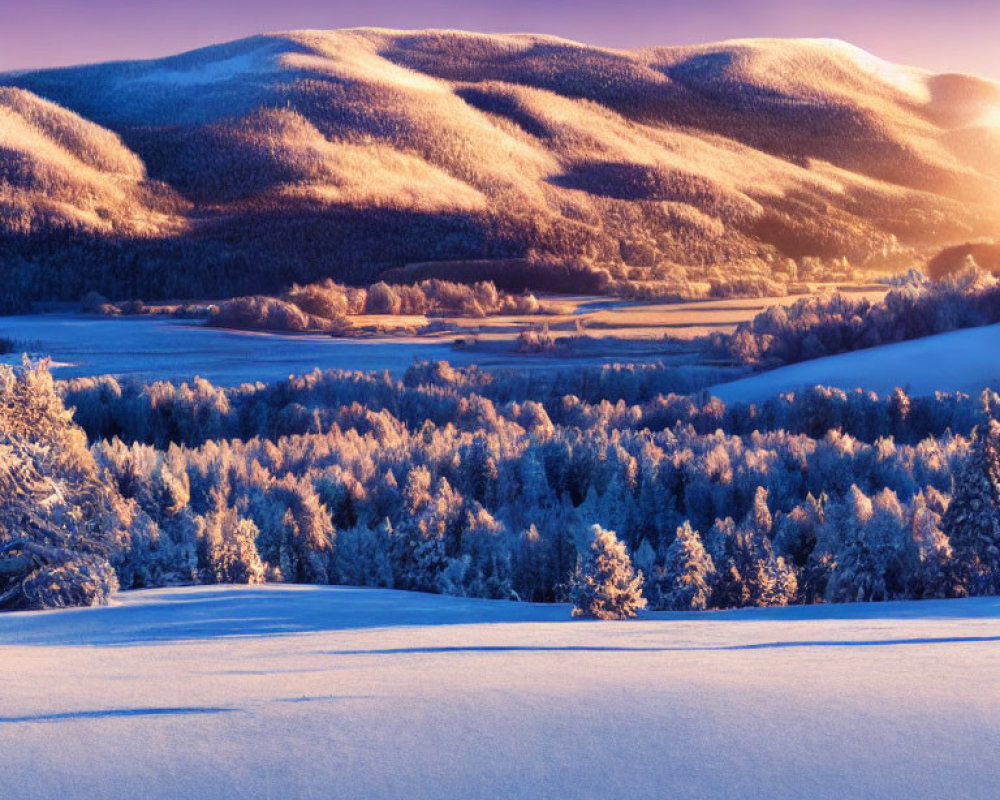 Snow-covered trees in winter sunrise with golden hills and blue sky