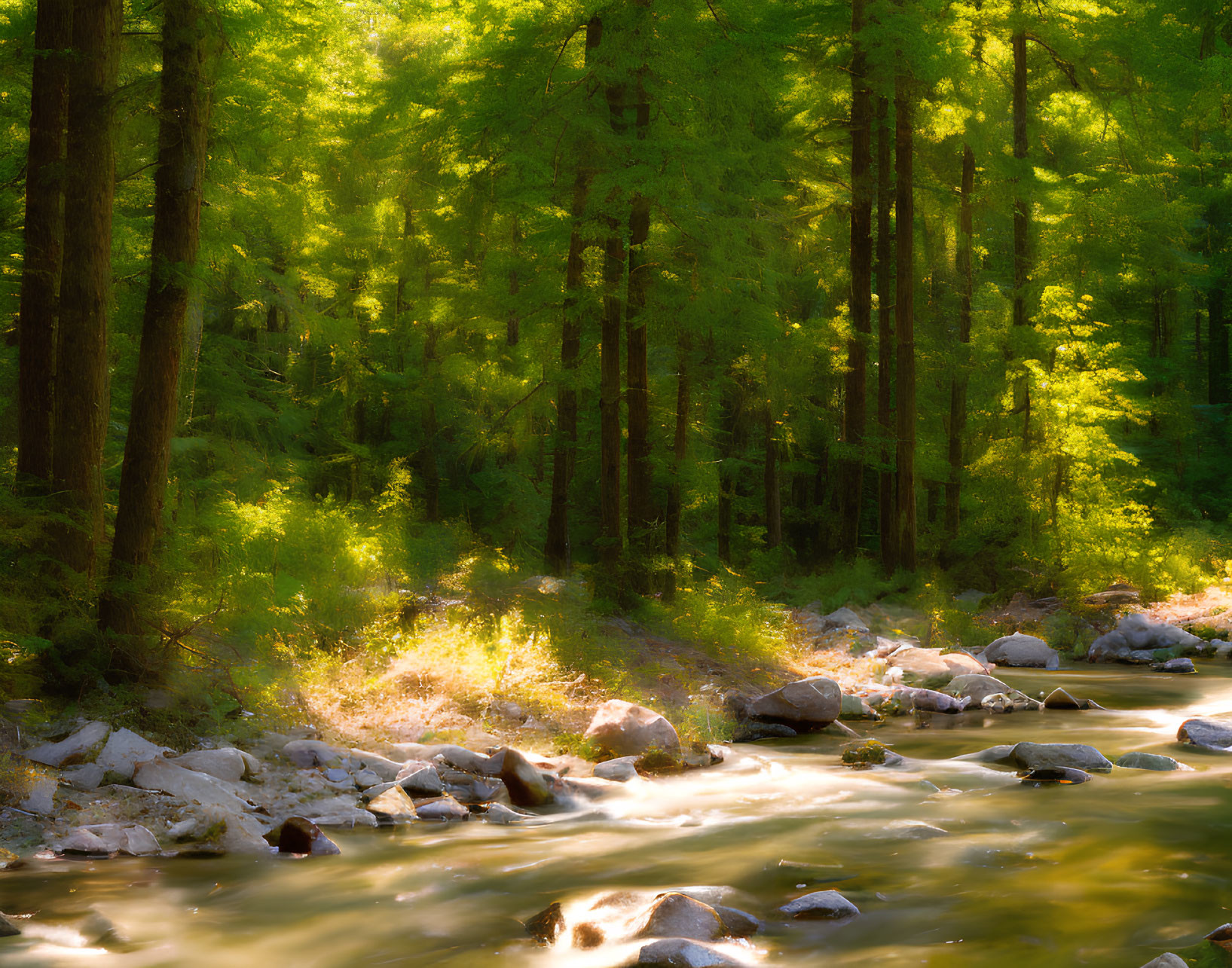 Tranquil forest scene with sunlight filtering through tall pine trees