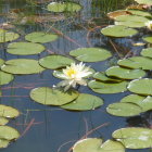 Tranquil pond with green lily pads, white lotus, and dragonflies