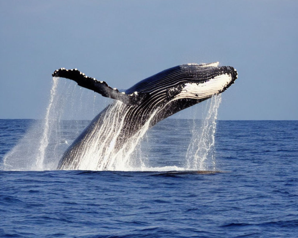 Humpback whale breaching in calm ocean and sky