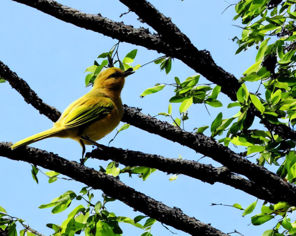 Yellow Bird Perched on Tree Branch Against Blue Sky