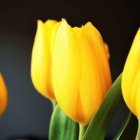 Colorful painting of blooming yellow flowers on dark background