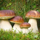 Whimsical characters with mushroom hats in lush green forest