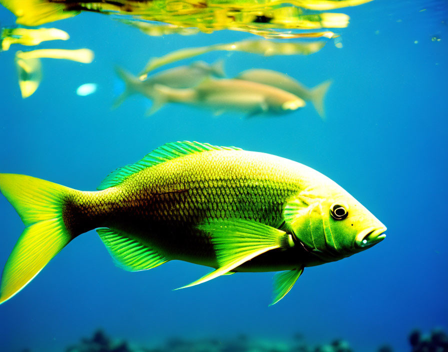 Colorful Yellow-Green Fish Swimming Underwater