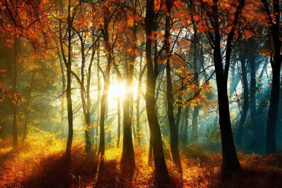 Autumn forest scene with sunlight filtering through golden leaves