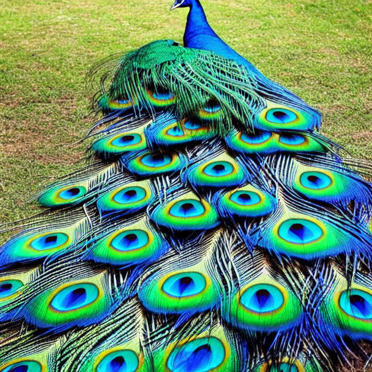 Colorful Peacock with Iridescent Blue and Green Tail Feathers