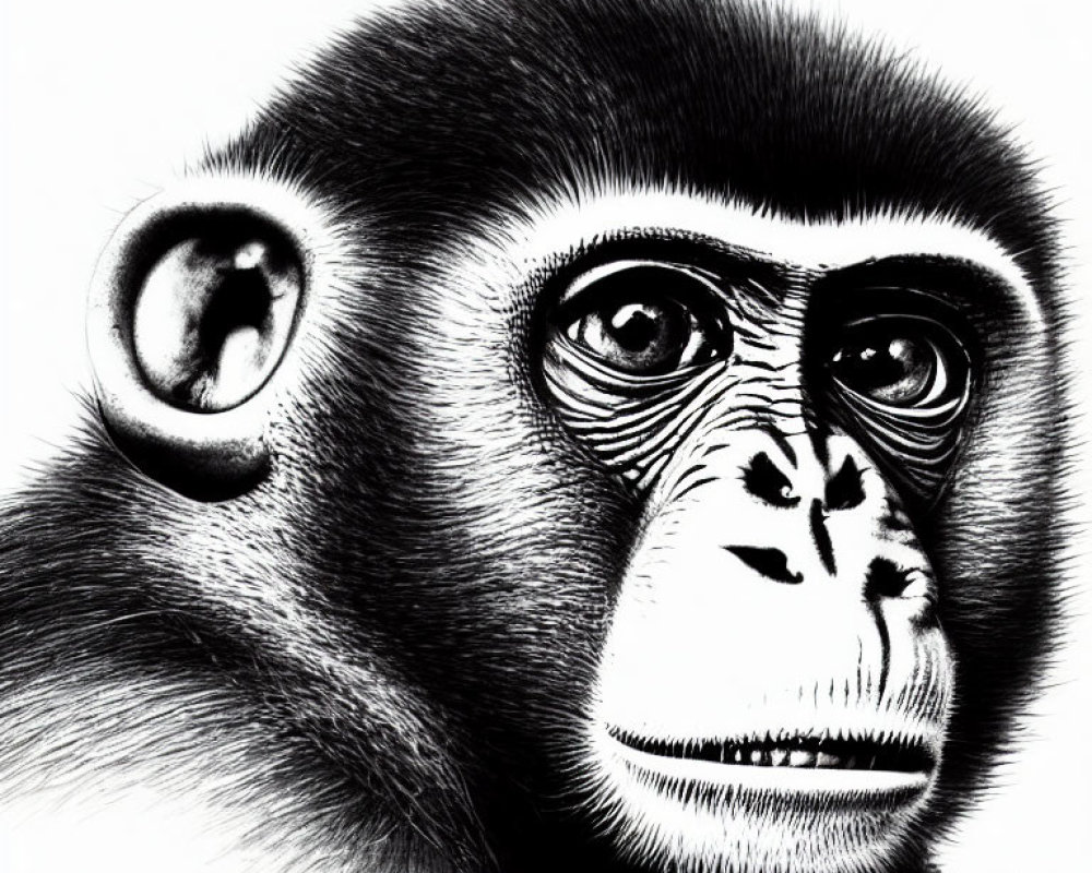 Detailed black and white monkey sketch with expressive eyes and realistic fur texture.