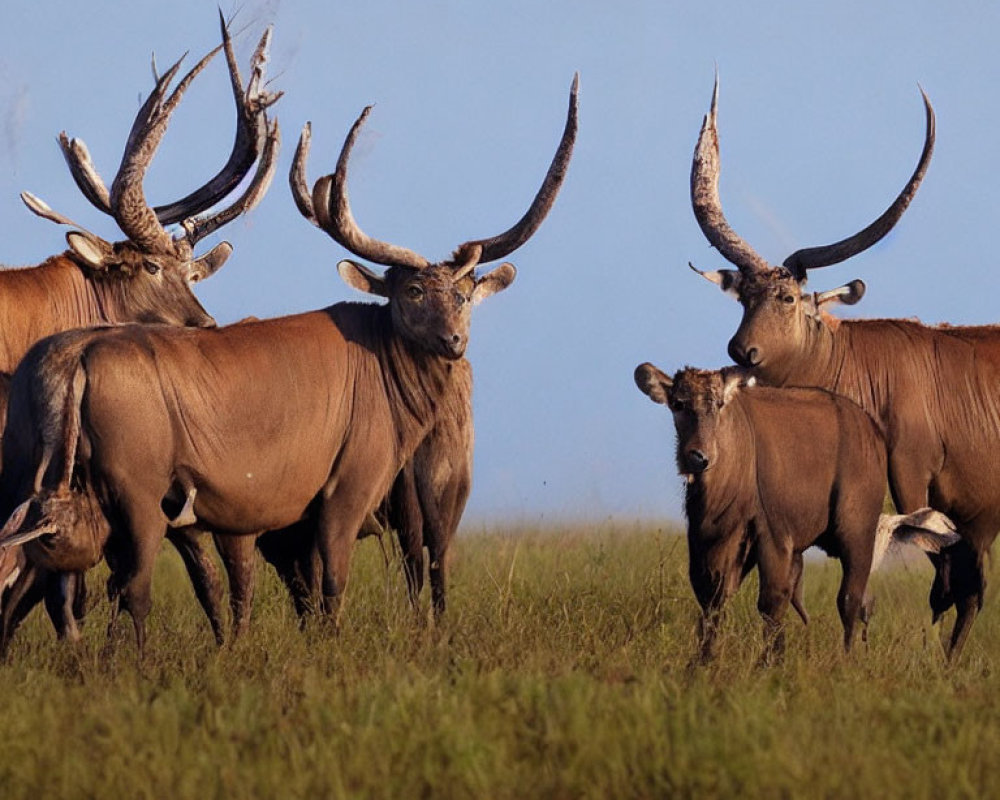 Spiral-Horned Antelopes in Grass Field with Blue Sky