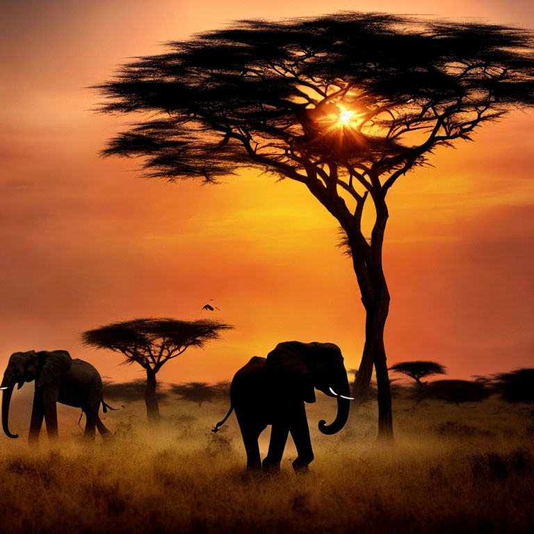 African savannah sunset with elephants under acacia tree