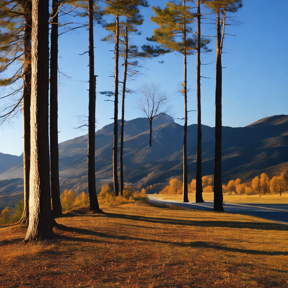 Winding Road Through Forest with Pine Trees and Mountains