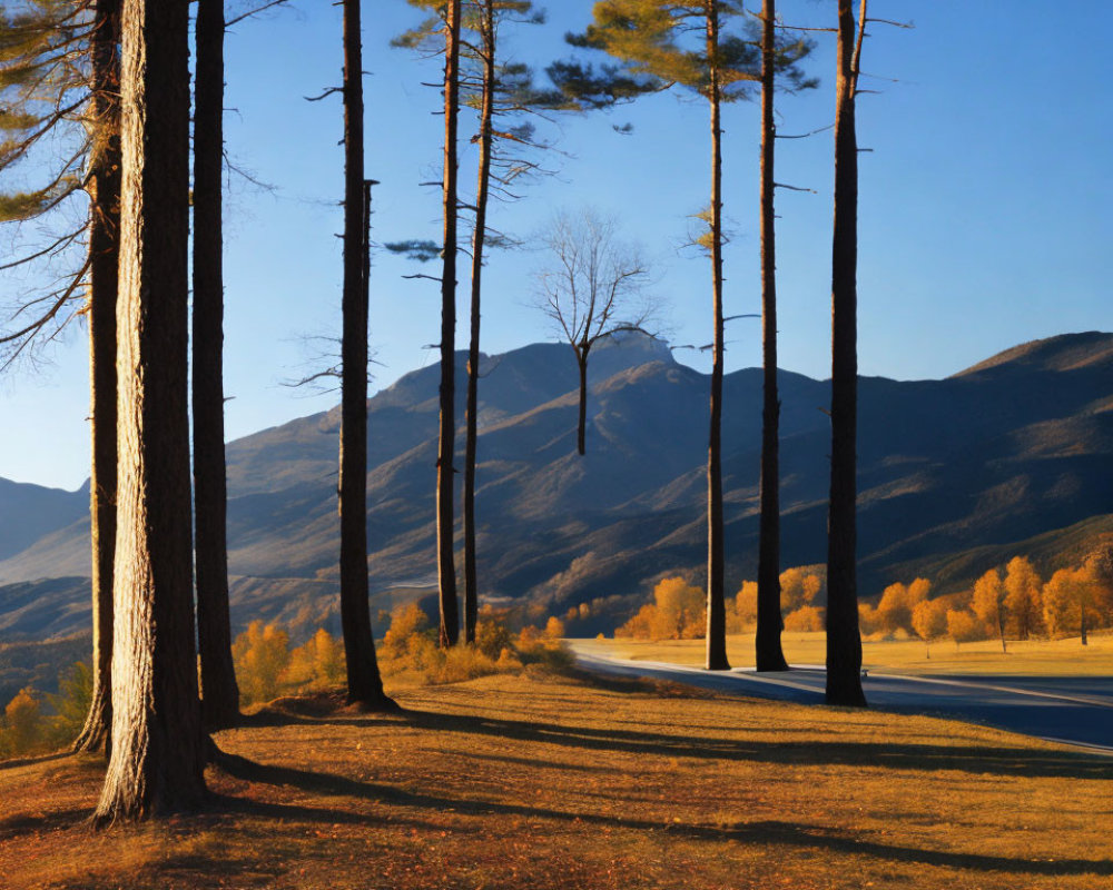 Winding Road Through Forest with Pine Trees and Mountains