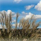 Grayscale image of wind-swept field with tall grasses and trees under cloudy sky