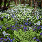 Forest Floor Covered in White and Blue Flowers Among Dark Tree Trunks