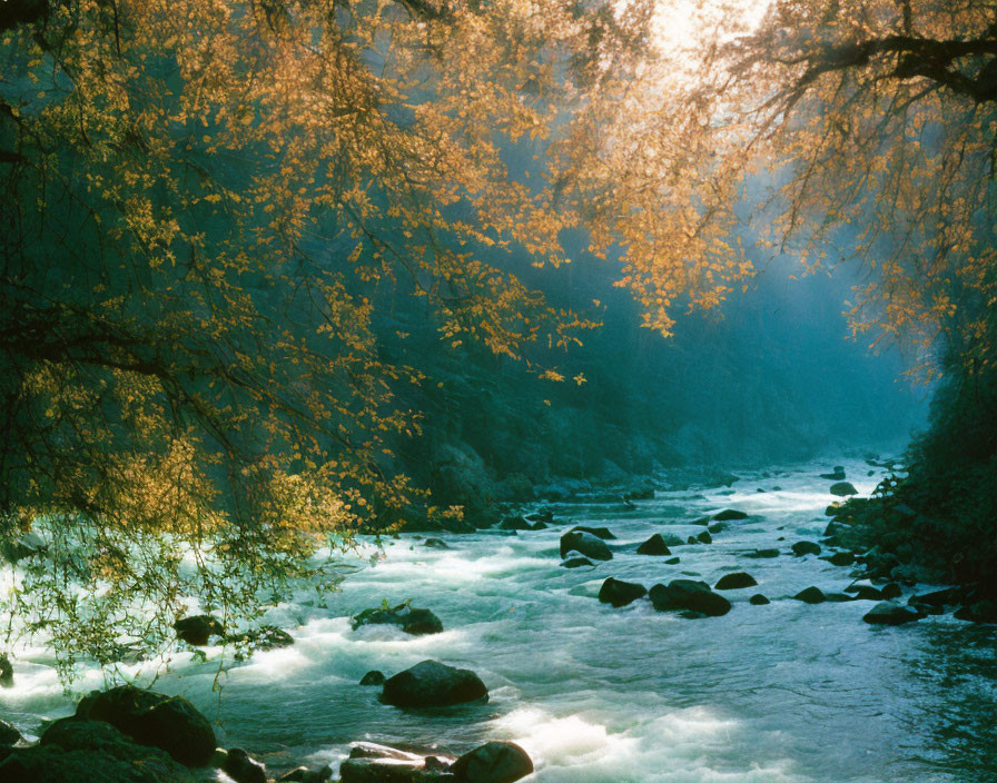 Tranquil forest river with autumn sunlight filtering through leaves