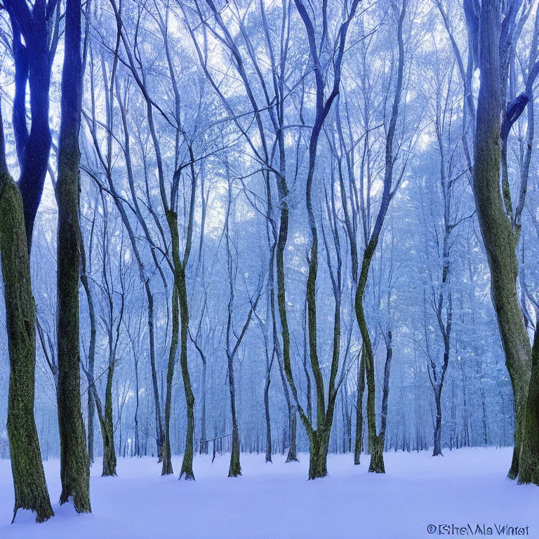 Snow-covered slender trees in serene winter forest with blue-tinted mist