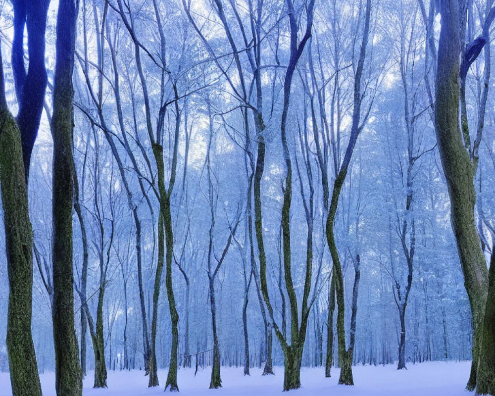 Snow-covered slender trees in serene winter forest with blue-tinted mist