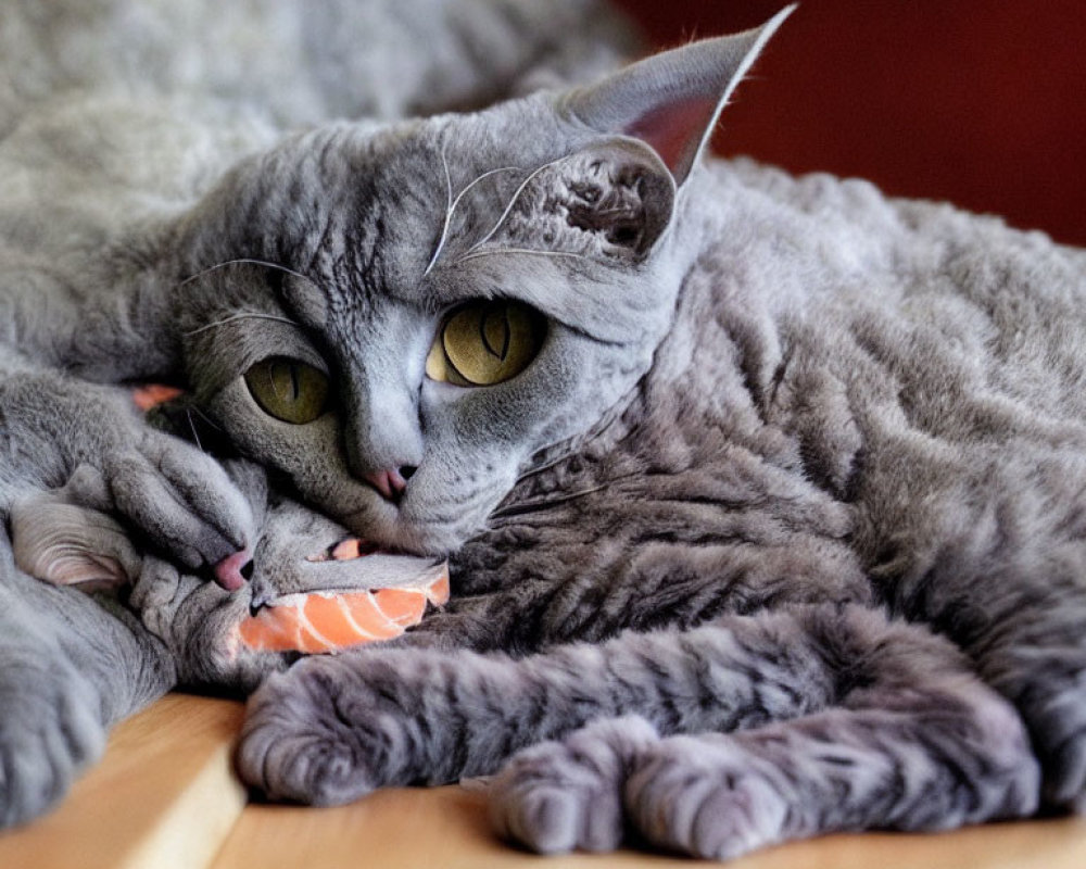 Grey Cat with Yellow Eyes Playing with Toy Fish on Plush Surface