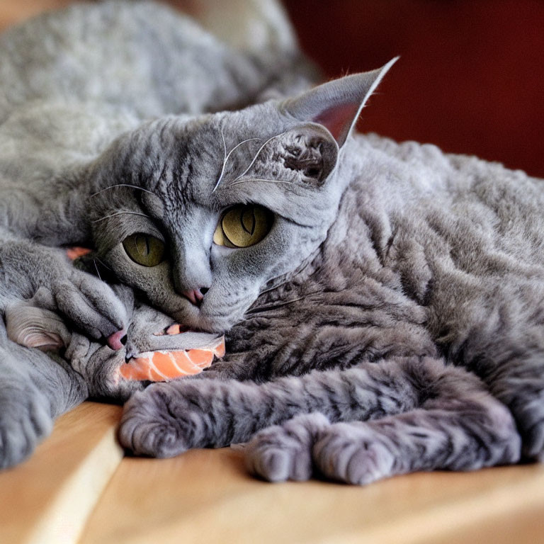 Grey Cat with Yellow Eyes Playing with Toy Fish on Plush Surface