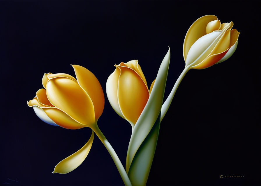 Vibrant yellow tulips with white edges on black background