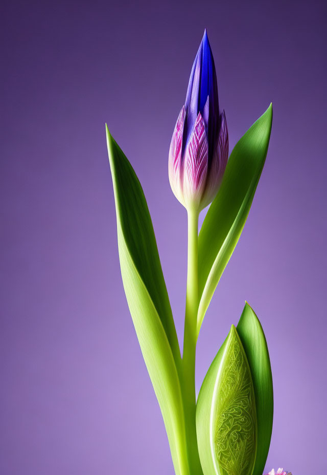 Partially bloomed purple and pink tulip on purple background