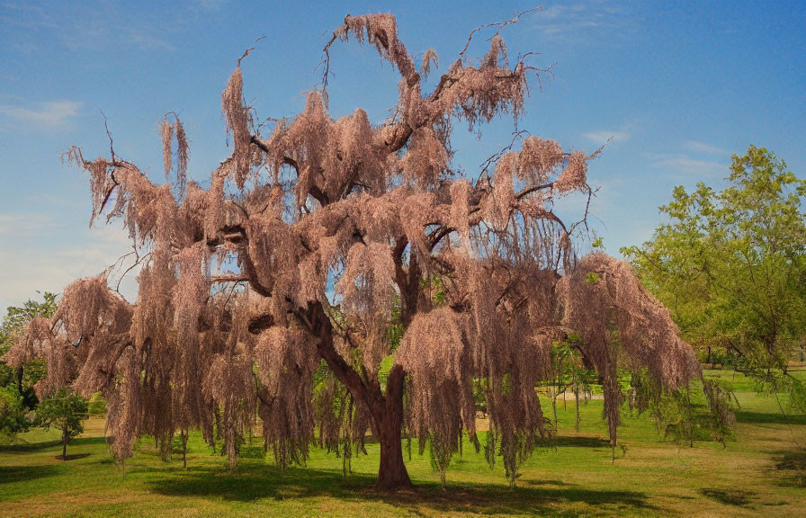 Majestic weeping cherry tree in full bloom against clear blue sky