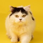 Black and White Fluffy Animal on Yellow Background