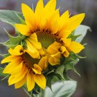 Surreal Landscape with Sunflowers and Haunted Castle