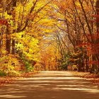 Scenic Autumn Forest Path with Reflecting Water