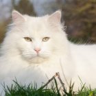 White Long-Haired Cat with Yellow Eyes Resting in Grass