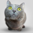 Whimsical digital artwork of a cat with blue-grey skin and mechanical elements