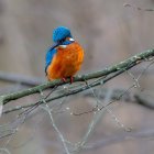 Colorful bird on branch with misty mountains and grey sky