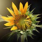 Surreal artwork of woman's face in yellow flower with birds and roses