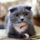 Fluffy cat with large eyes in floral crown and ruffled collar among foliage and bird.