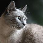 Portrait of a white cat with green eyes and soft fur