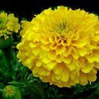 Yellow fluffy cat in vibrant flower garden