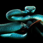Blue and Green Owl Sculpture with Serpent Body