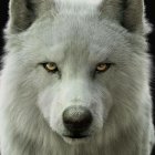 Detailed Close-up of Grey and White Wolf with Yellow Eyes