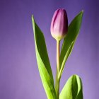 Surreal Landscape with Giant Pink Tulip and Tower