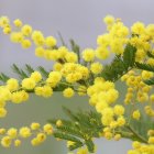 Yellow Flowers Painting with Misty Mountain Background