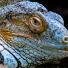 Detailed Crocodile Sculpture with Sharp Teeth and Textured Skin