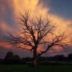 Leafless tree and rustic house under vibrant twilight sky