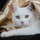 White Cat with Golden Eyes Surrounded by Elegant Gold-Infused Feathers