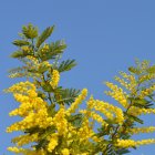 Yellow Flowers and Butterflies on Blue Background