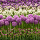 Vibrant Field of Flowers with Dreamy Sky Background