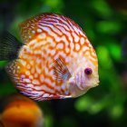 Colorful underwater scene with large ornate fish and lush flora