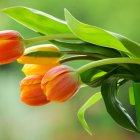 Vibrant Orange Dahlias with Lush Green Foliage on Soft-Focused Background