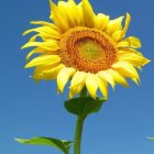 Colorful Sunflower on Blue Background with Spiral Pattern Center