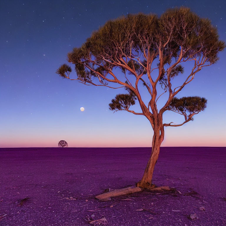 Lone tree on purple plain under twilight sky with rising moon and faint stars