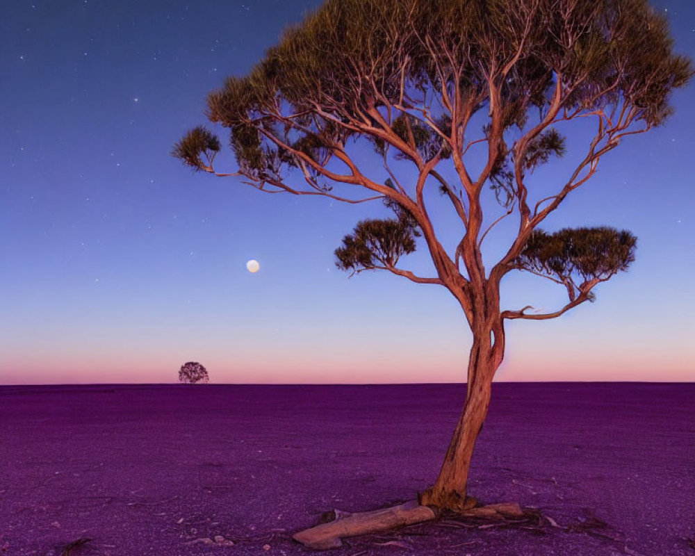 Lone tree on purple plain under twilight sky with rising moon and faint stars