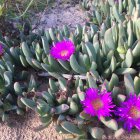 Colorful Cluster of Green and Purple Succulents in Arid Soil